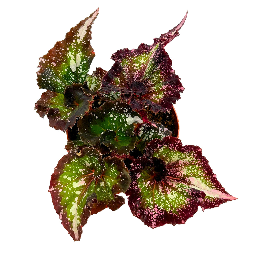 Harmony's Dream Weaver, 4 inch, New Begonia Rex Cultivar, Exclusive Release, Limited Stock