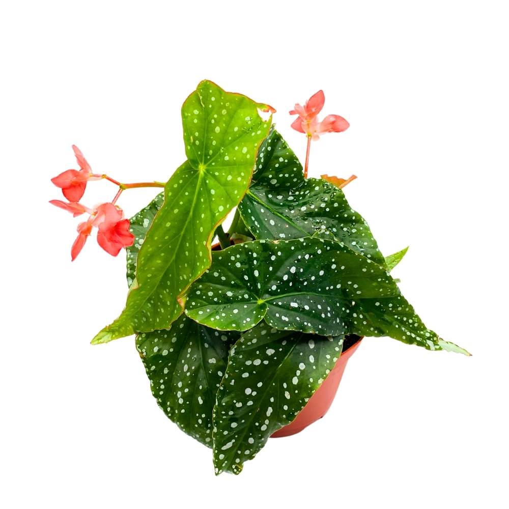 Harmony's Tinker Bell Angel Wing Hybrid Cane Begonia, 6 inch