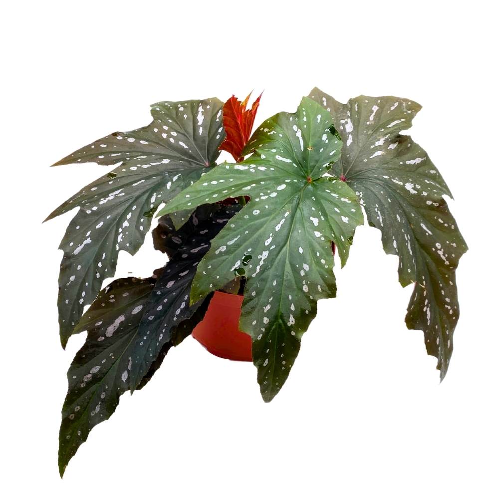 Sophie Cecile Angel Wing, 6 inch Cane Begonia Sophia Fibrous Hybrid