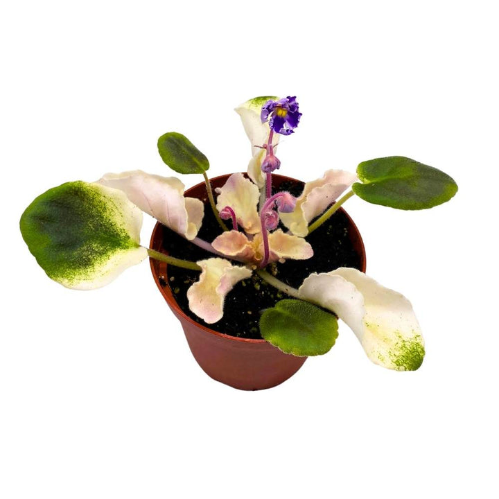 Harmony's Purple Passion Variegated African Violet, 4 inch, Purple Flower Saintpaulia Hybrid Gesneriads