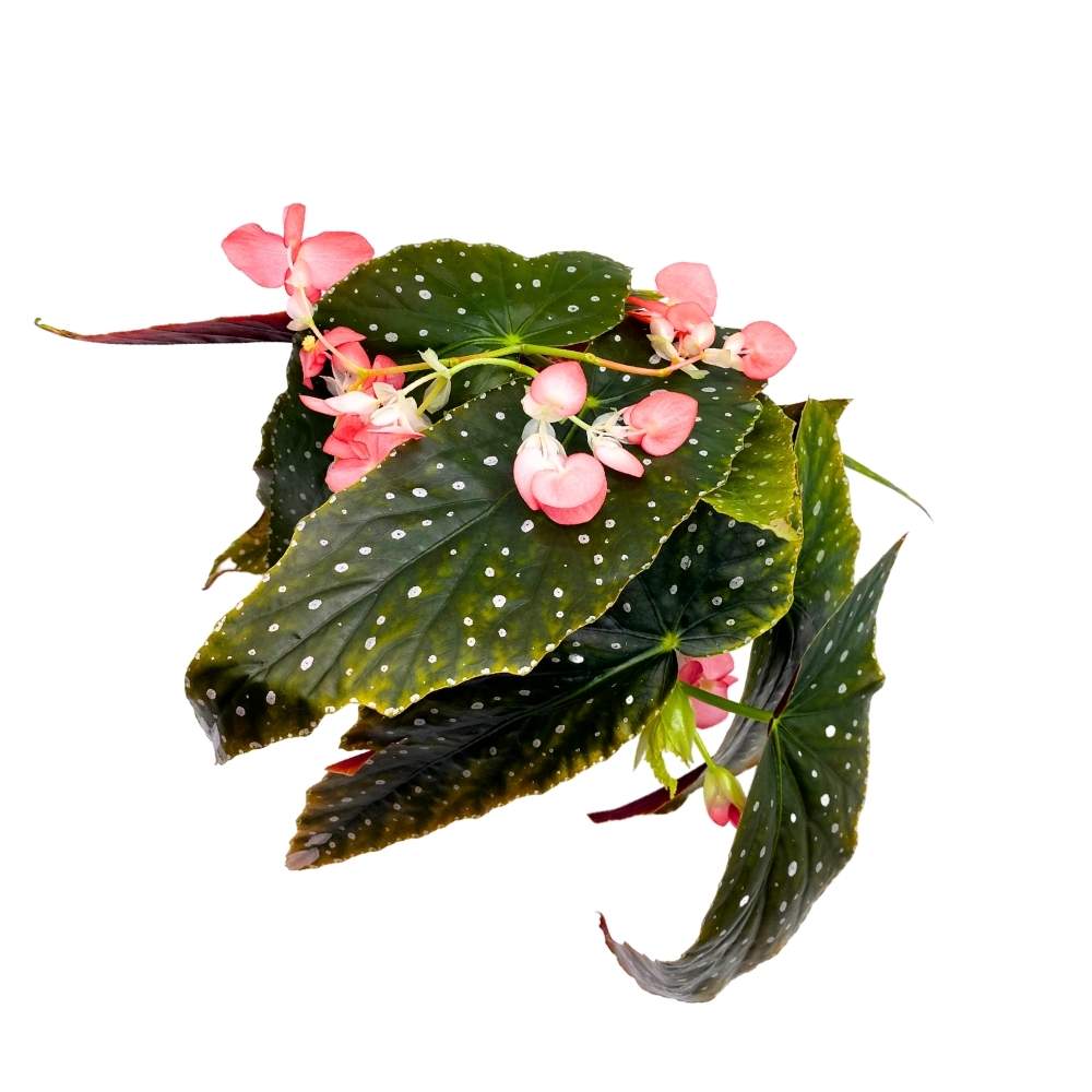 Harmony's Temptress Angel Wing Cane Begonia 6 inch Premium Hybrid