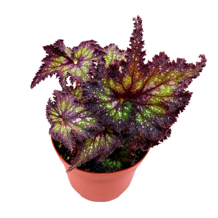 Harmony's Star Dragon Begonia Rex, 6 inch Purple with green spotty, jagged leaf