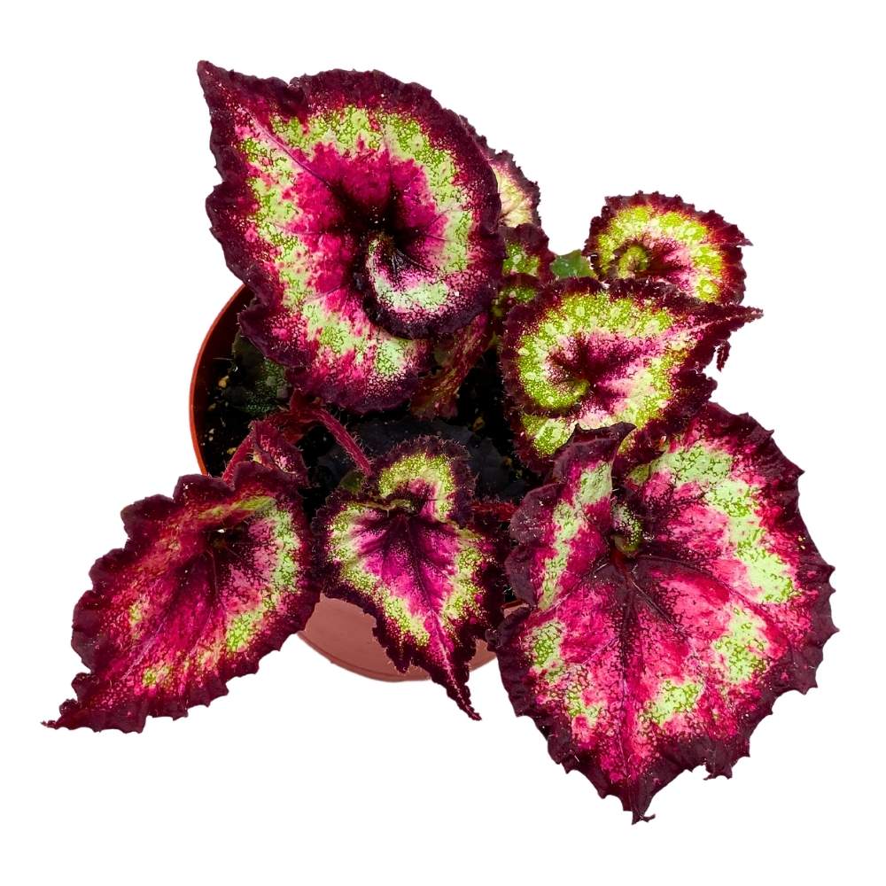 Begonia hyb.【KLG2305-HalbNah007】 Harmony's Heart Breaker 6 inch Begonia Rex Dark Purple Pink Spiral
