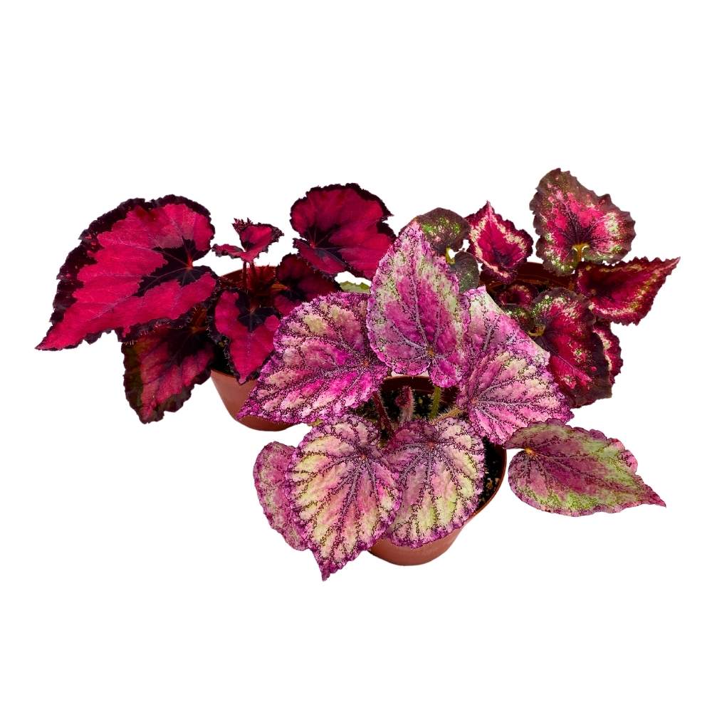 Harmony's Valentine's Day Begonia Assortment 4 inch Set of 3 Red and Pink Sweetheart Rex Begonias