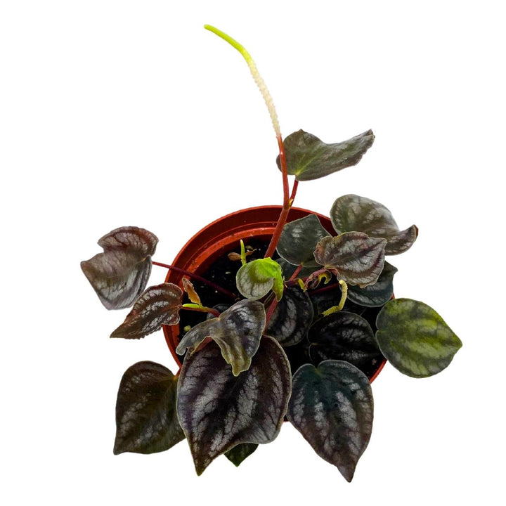 Peperomia Turboensis, 4 inch, Black Metallic Pep