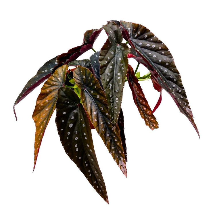 Harmony's Siren Angel Wing Cane Begonia 6 inch Premium Hybrid