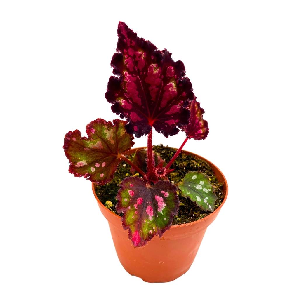 Harmony's Red Hots Begonia Rex 4 inch Dark Black Red Spotted