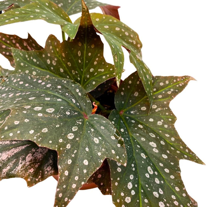 Dimitrios Angel Wing, 6 inch Cane Begonia Pink Polkadot Gnarly Leaves