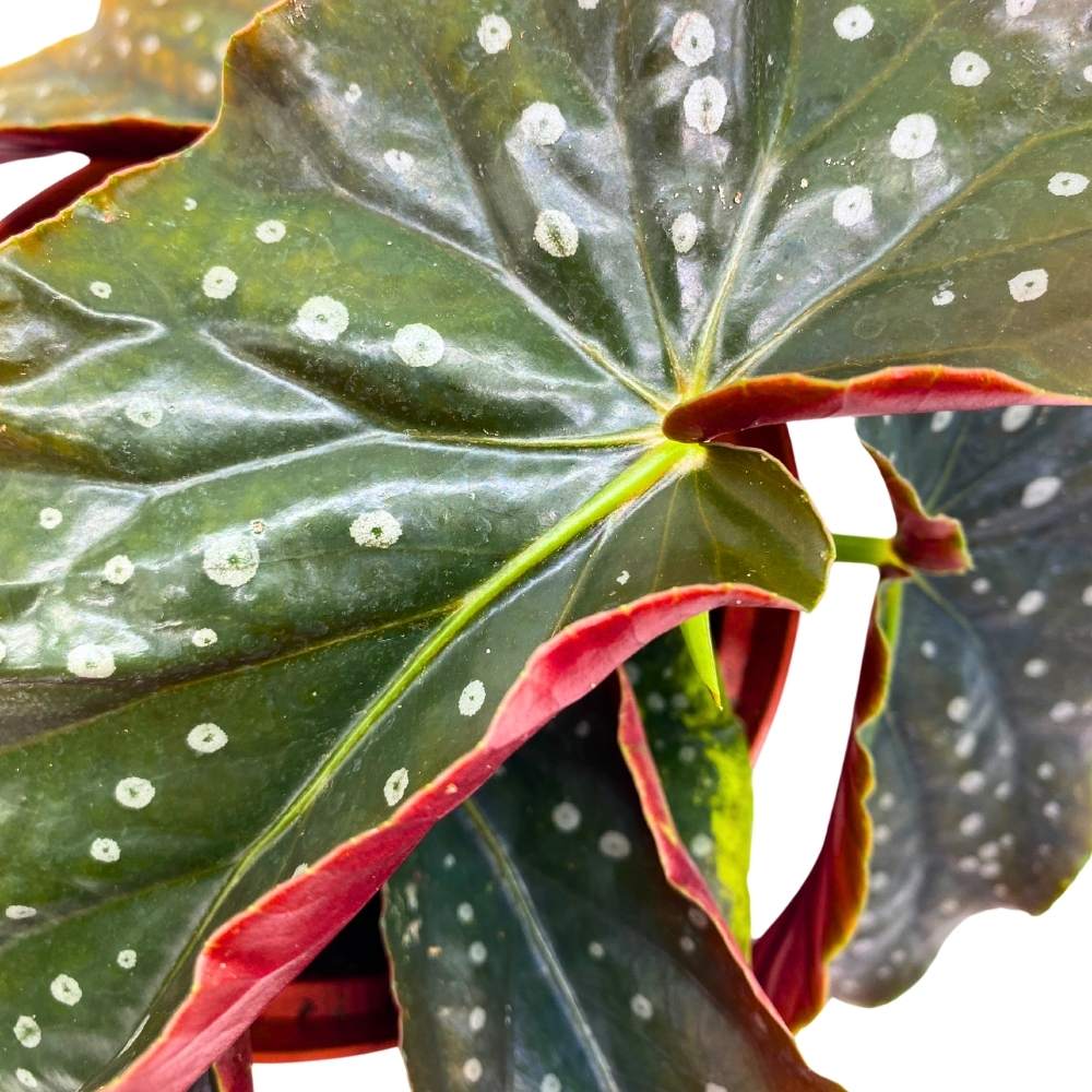 Harmony's Angel Kisses Angel Wing, 6 inch Cane Begonia Black Narrow Curly Leaf Silver Tip White Polkadots