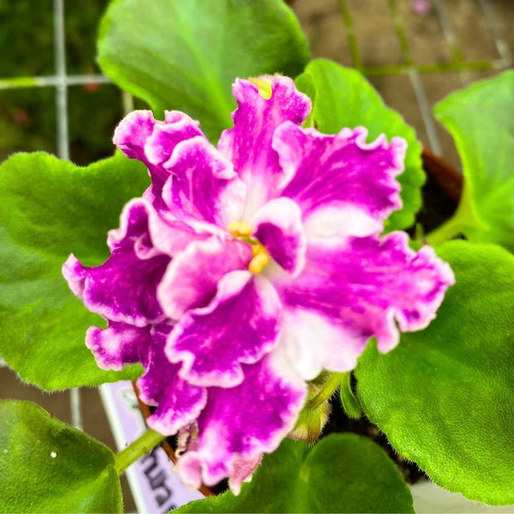 VaT Pulsar African Violet, 4 inch, Gesneriad Pink White Large Variegated Flower