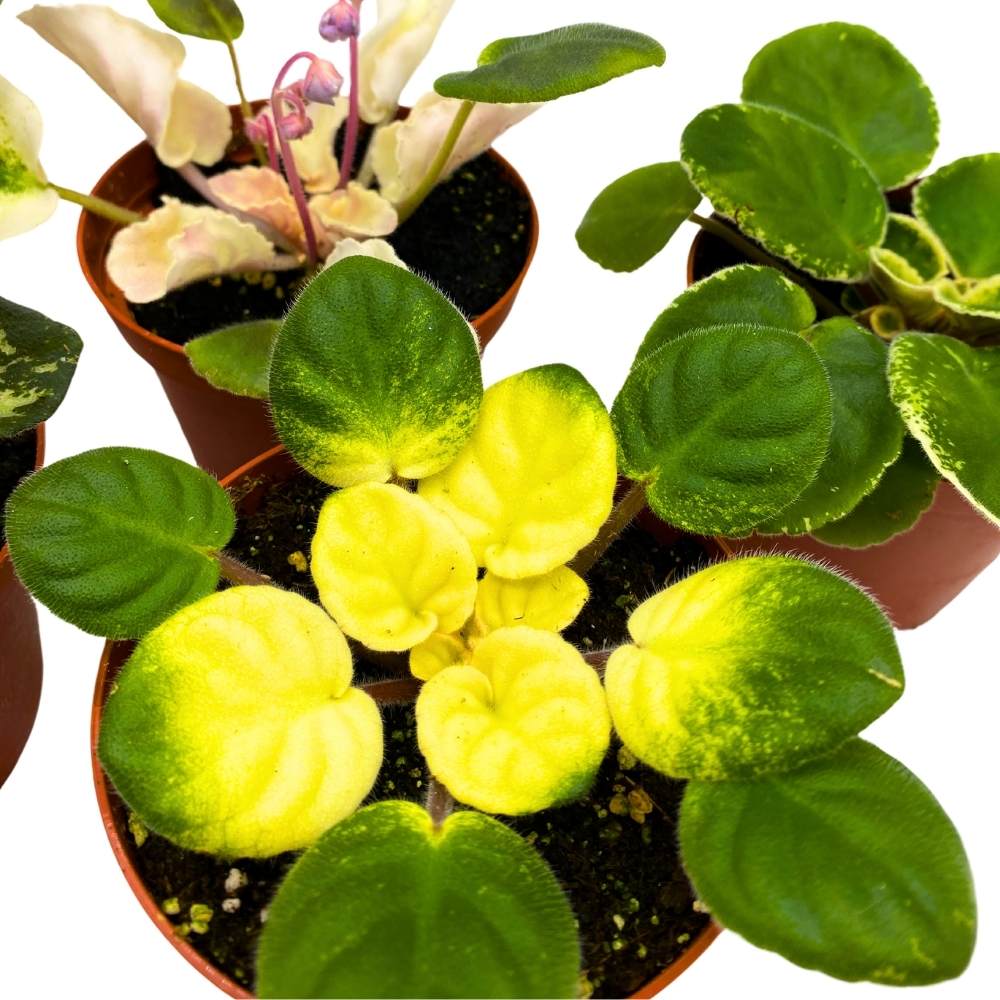 Harmony's Variegated African Violet Assortment, 4 inch set of 5, Rare Saintpaulia Violets Gesneriads