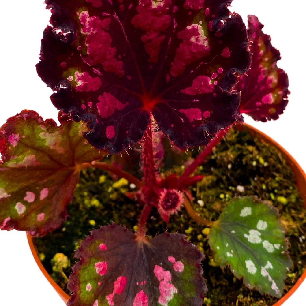 Harmony's Red Hots Begonia Rex 4 inch Dark Black Red Spotted