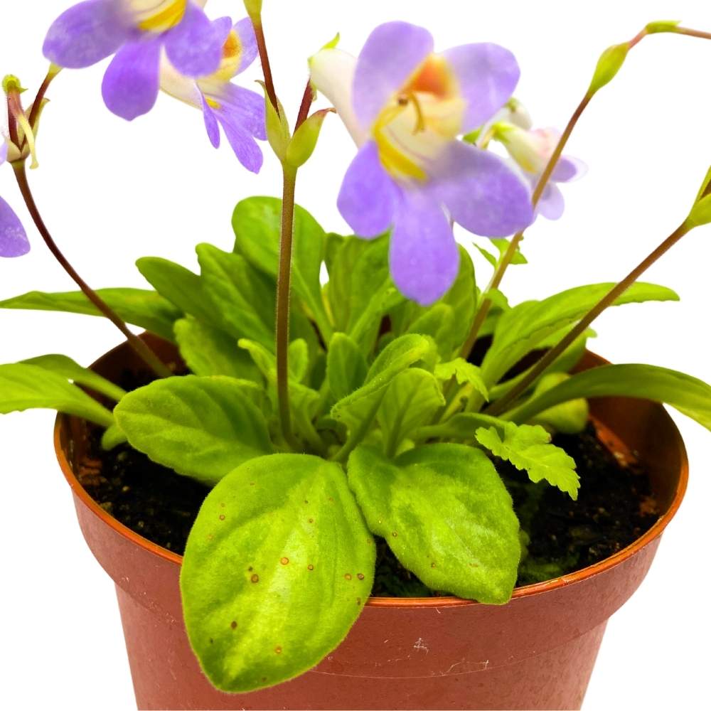 joann indoor plant pots Joann Martinez Gesneriad Primulina, 6 inch, Joanne, Jo Anne, Flowering Indoor Chirita Plant