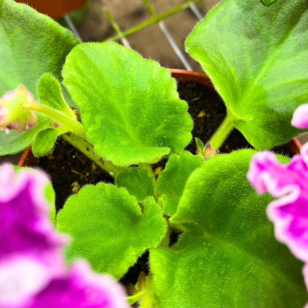 Nailmatic Kids Pulsar Badekugel – Violett, Vegan, Ohne Tierversuche, Für Kinder Ab 3 Jahren