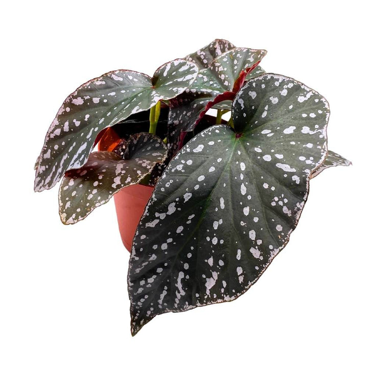 Harmony's Silver Eagle Angel Wing, 6 inch Cane Begonia White Border Albo marginata large leaf