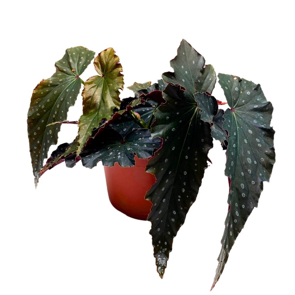 Harmony's Voodoo Angel Wing Hybrid Cane Begonia, 6 inch, Black with Silver Tip Gnarly Leaves