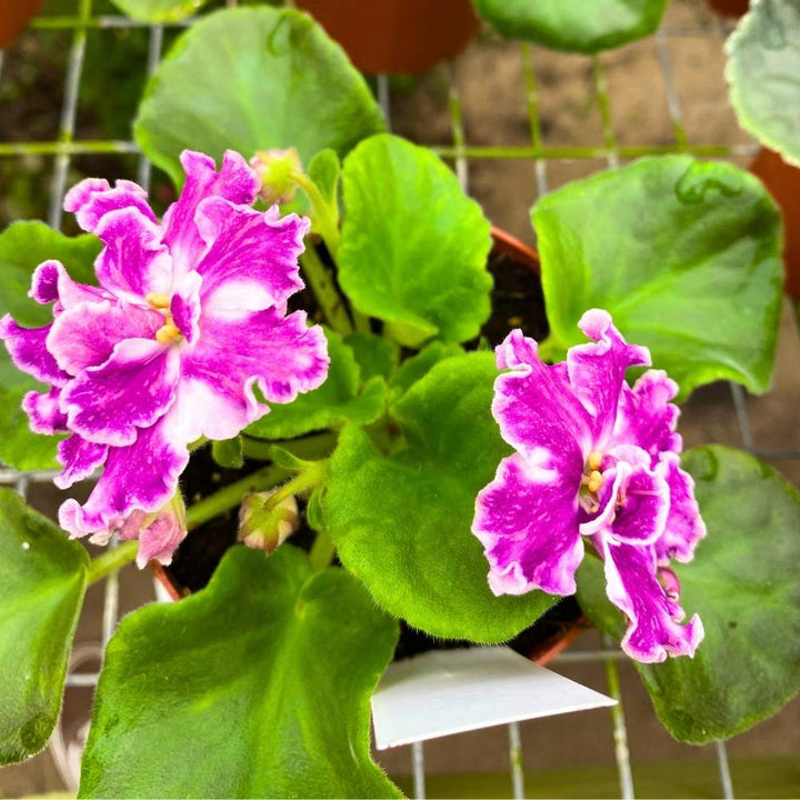 VaT Pulsar African Violet, 4 inch, Gesneriad Pink White Large Variegated Flower