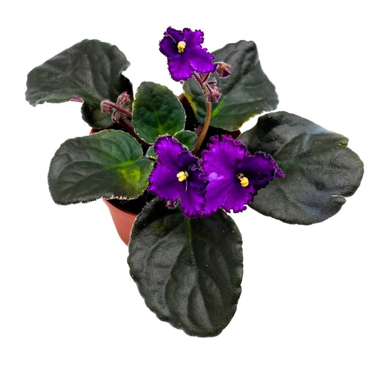 African Violet Eva, 4 inch Purple Flower Saintpaulia Gesneriads