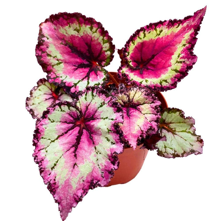 Harmony's Raspberry Beret 6 inch Begonia Rex Pink Center Pink Band and Tail