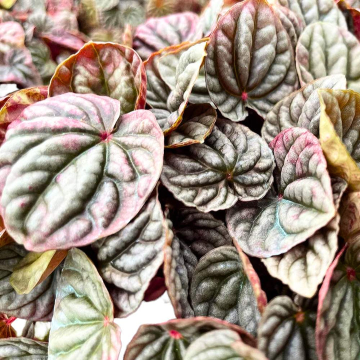 Peperomia Luna Red 6 inch Ripple Pep Caperata