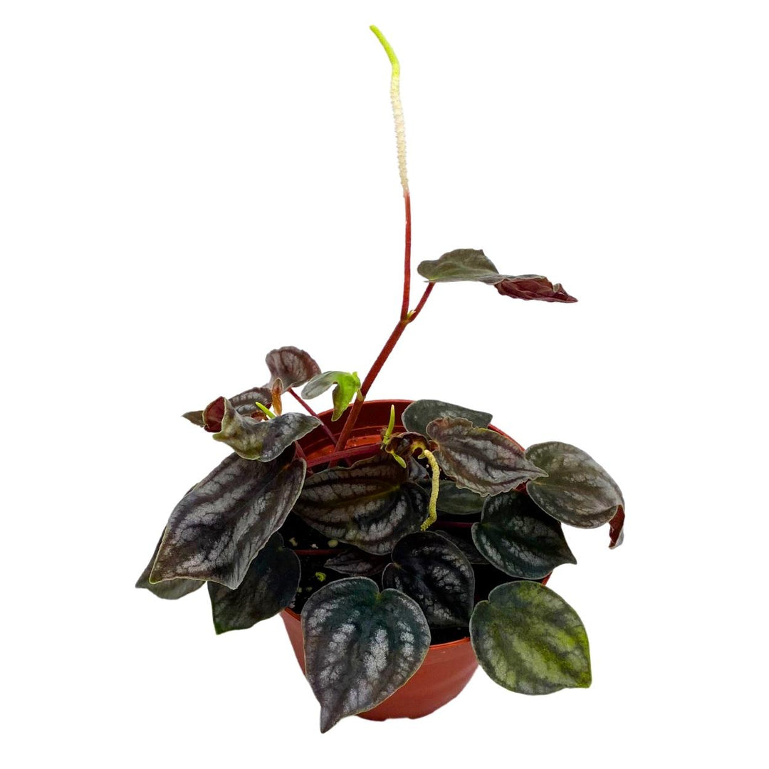 Peperomia Turboensis, 4 inch, Black Metallic Pep