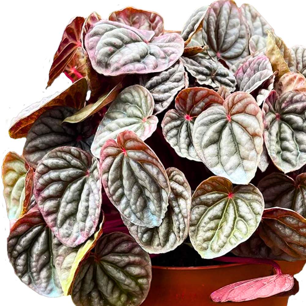 Peperomia Luna Red 6 inch Ripple Pep Caperata