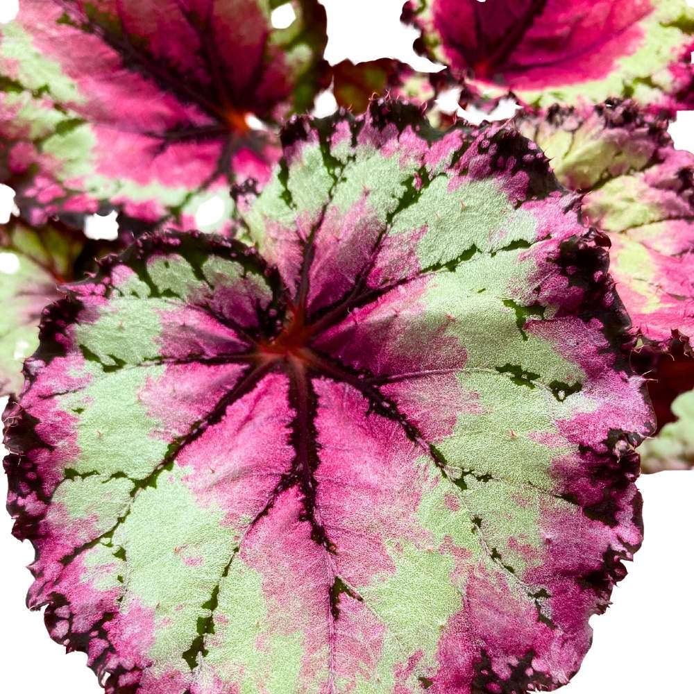 Harmony's Raspberry Beret 6 inch Begonia Rex Pink Center Pink Band and ...