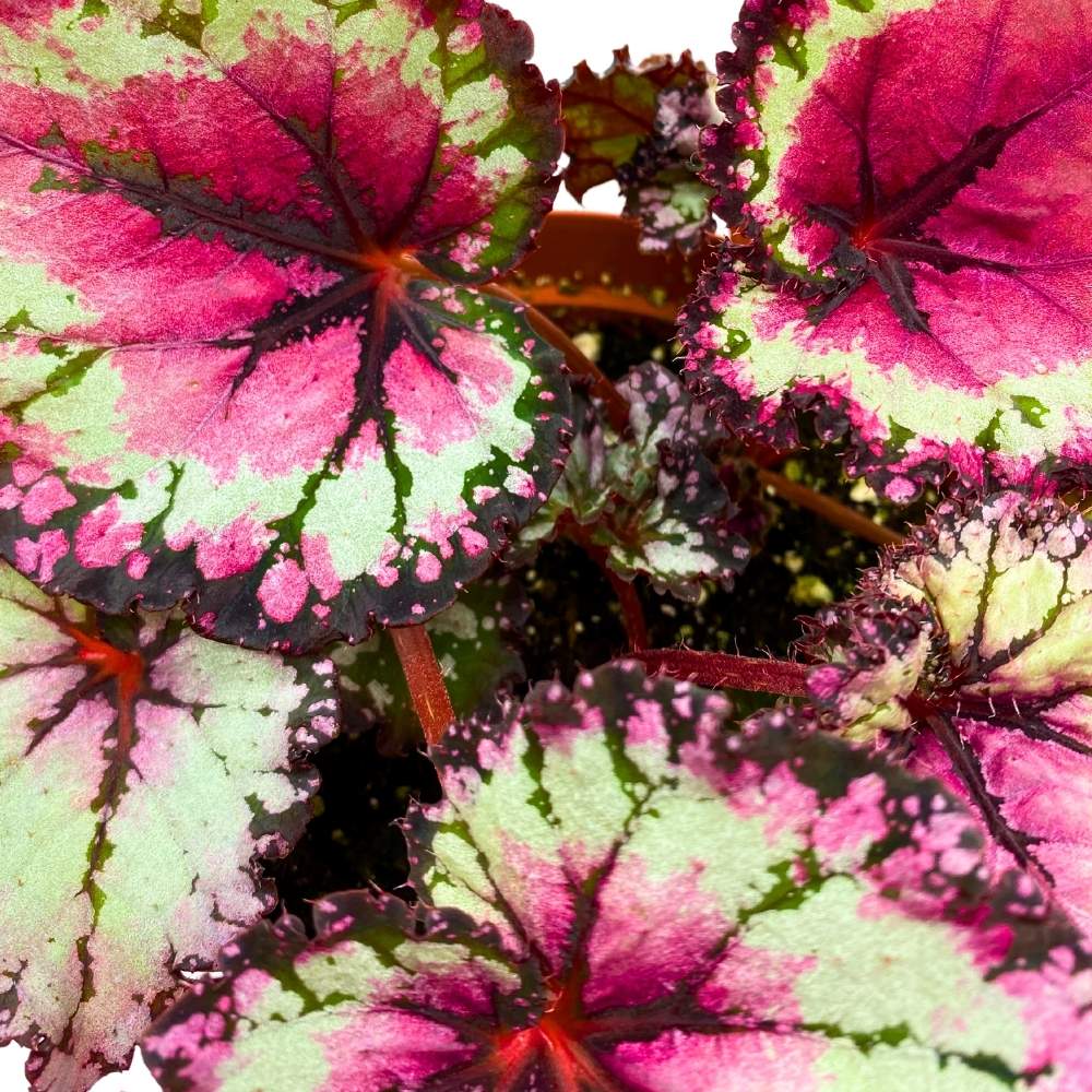 Harmony's Raspberry Beret 6 inch Begonia Rex Pink Center Pink Band and ...