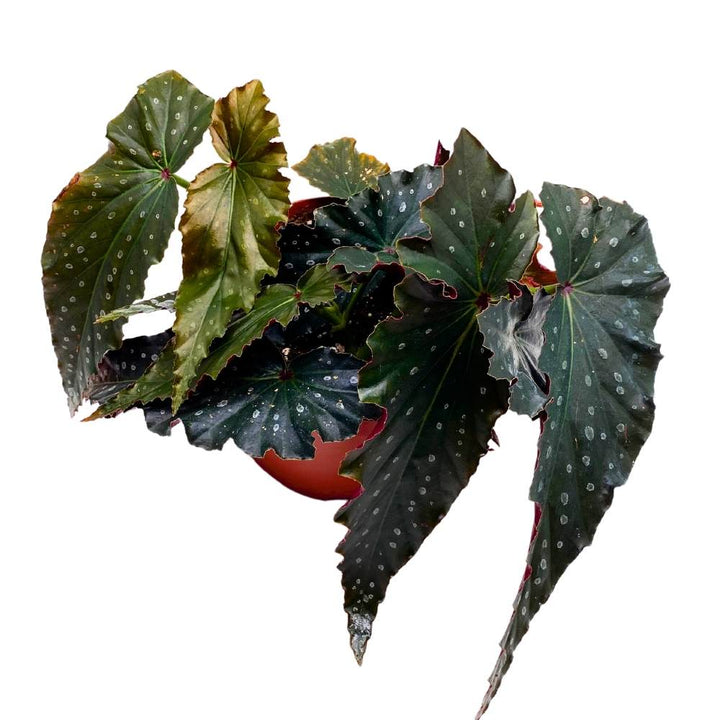 Harmony's Voodoo Angel Wing Hybrid Cane Begonia, 6 inch, Black with Silver Tip Gnarly Leaves