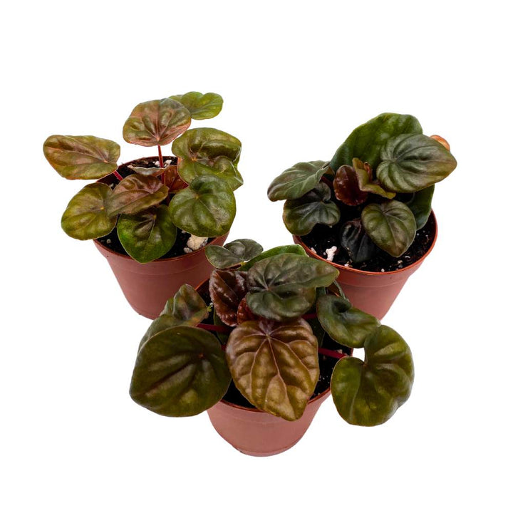 Peperomia Chocolate 2 inch Set of 3 Brown-Red Emerald Ripple Pep Caperata