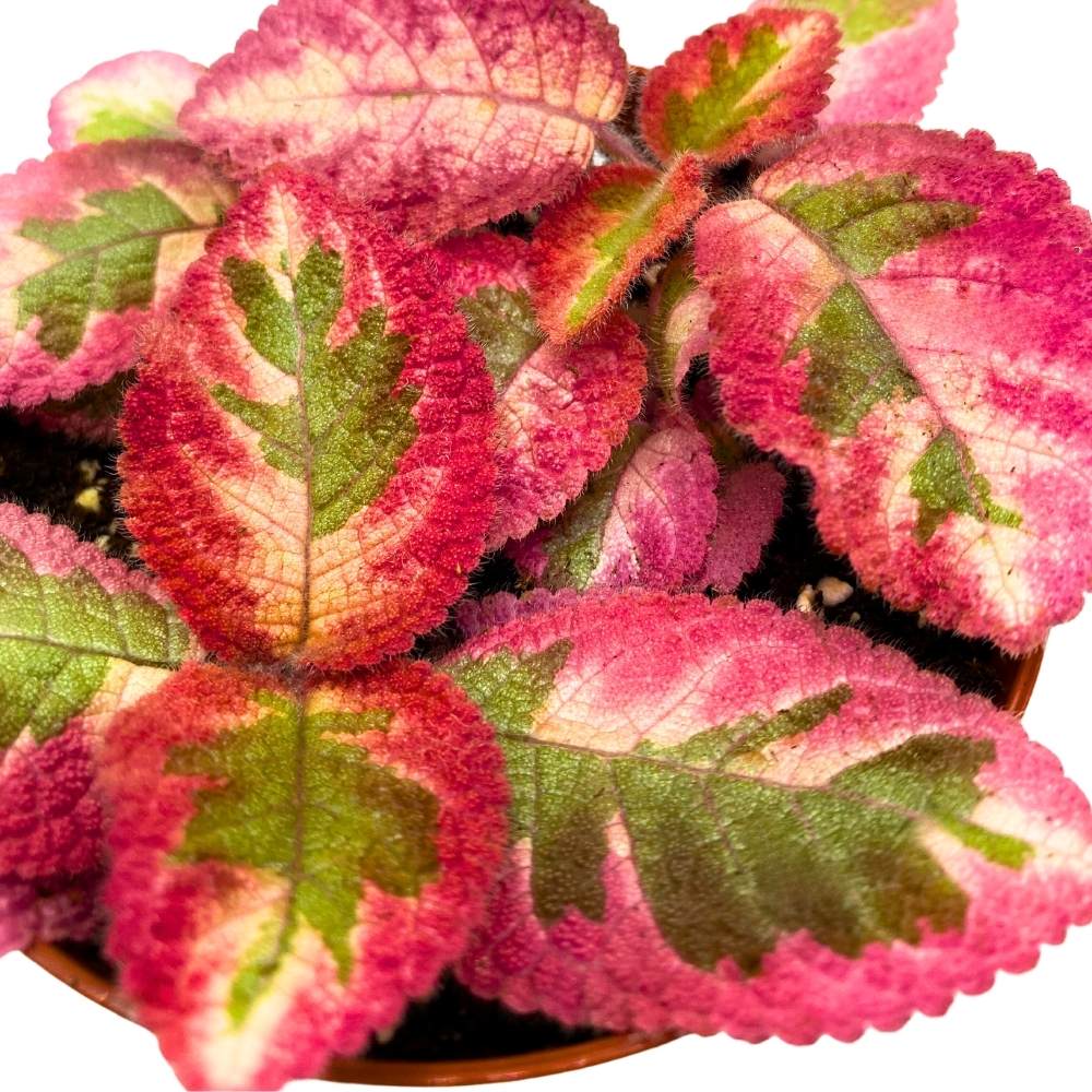 Episcia Pink Dreams Rare Variegated Flame Violet Flowering Gesneriad