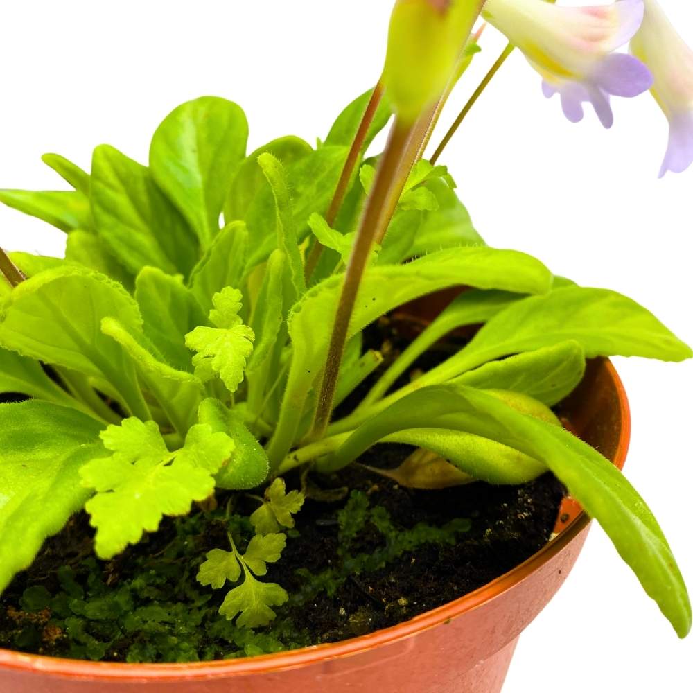 joann plant pots Joann Martinez Gesneriad Primulina, 6 inch, Joanne, Jo Anne, Flowering Indoor Chirita Plant