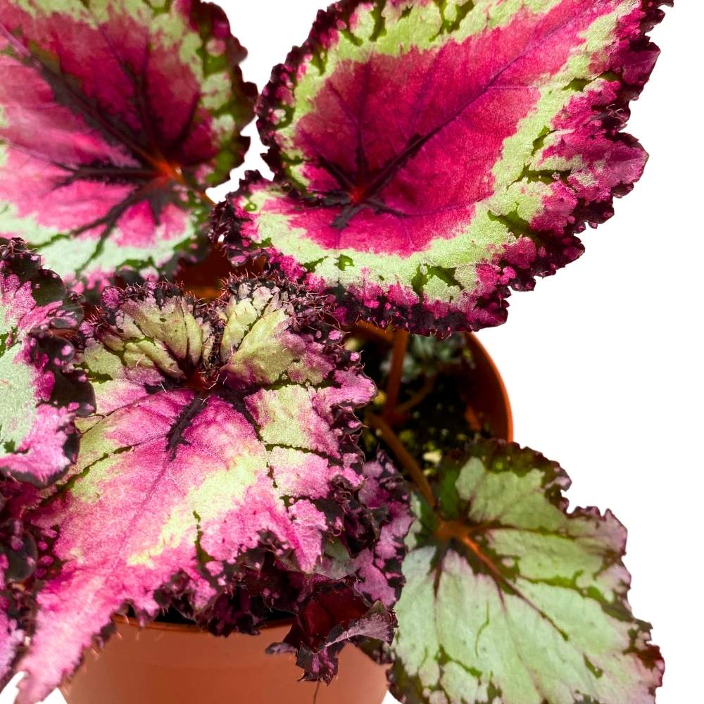 Harmony's Raspberry Beret 6 inch Begonia Rex Pink Center Pink Band and Tail