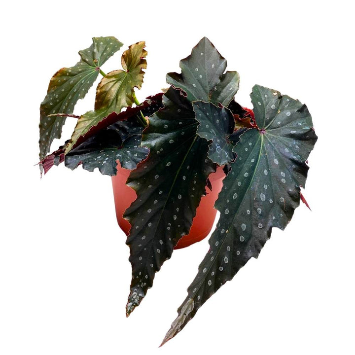 Harmony's Voodoo Angel Wing Hybrid Cane Begonia, 6 inch, Black with Silver Tip Gnarly Leaves