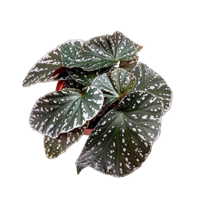 Harmony's Silver Eagle Angel Wing, 6 inch Cane Begonia White Border Albo marginata large leaf