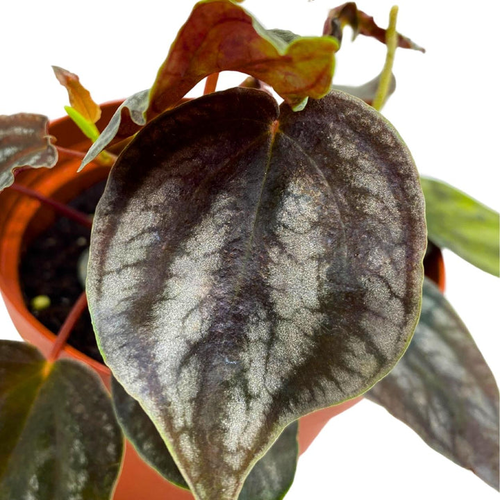 Peperomia Turboensis, 4 inch, Black Metallic Pep