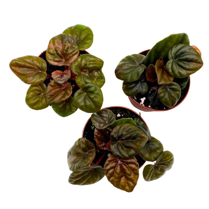 Peperomia Chocolate 2 inch Set of 3 Brown-Red Emerald Ripple Pep Caperata