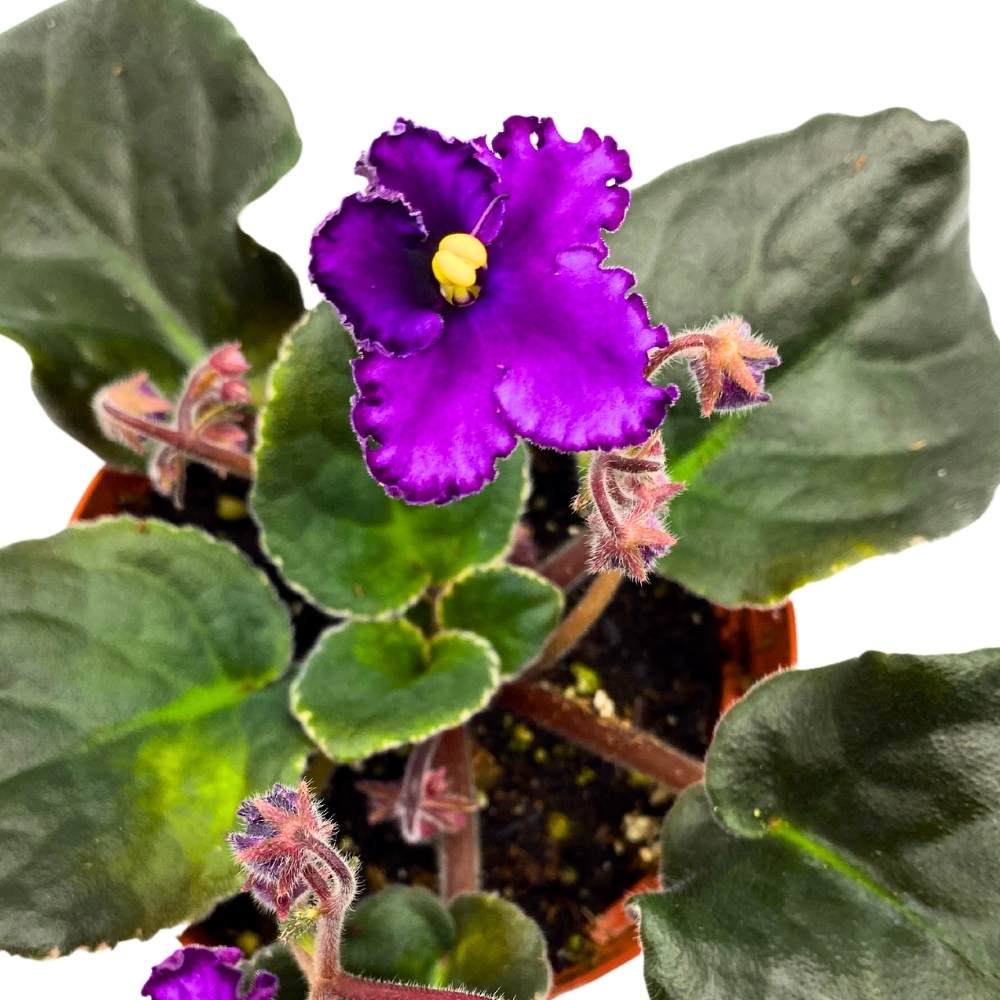 African Violet Eva, 4 inch Purple Flower Saintpaulia Gesneriads