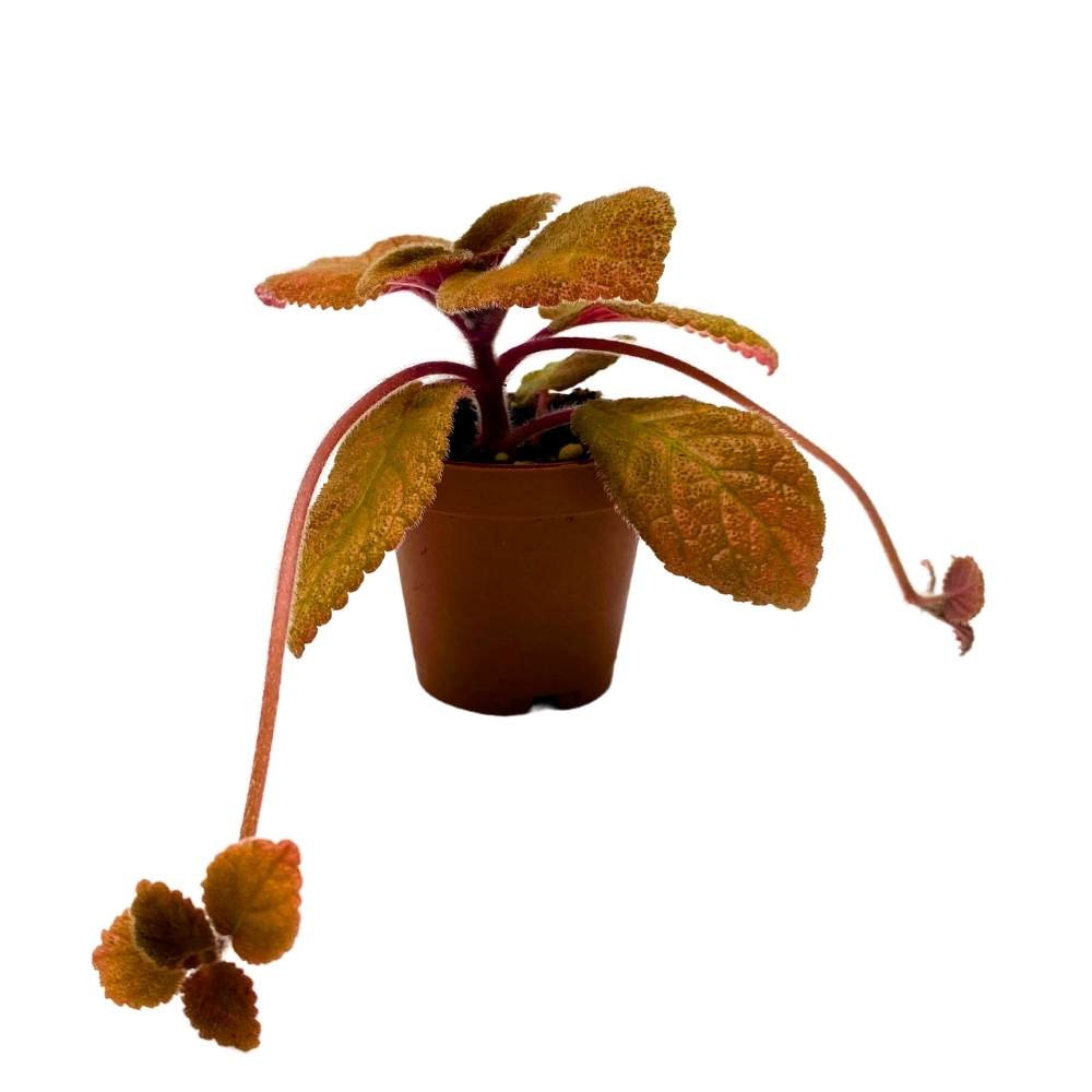 star of bethlehem house plant Star of Bethlehem Episcia 2 inch Pink Variegated Flower Rare Flame Vio – Harmony Foliage