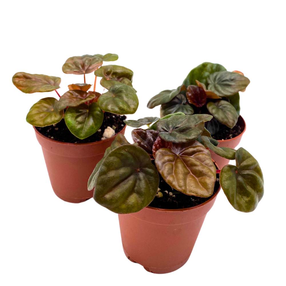 Peperomia Chocolate 2 inch Set of 3 Brown-Red Emerald Ripple Pep Caperata