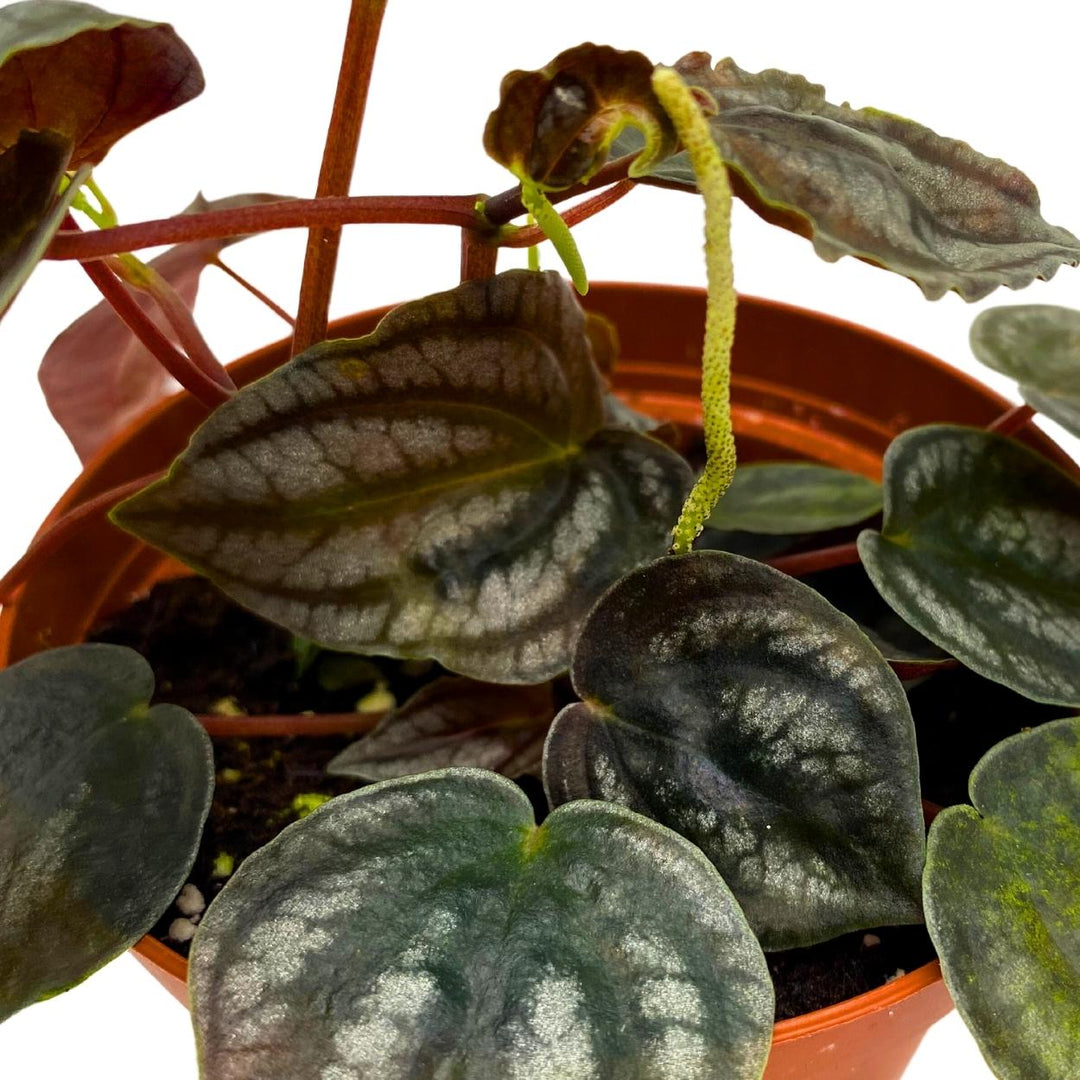 Peperomia Turboensis, 4 inch, Black Metallic Pep