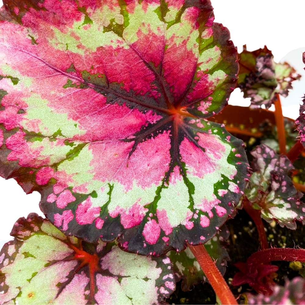 Harmony's Raspberry Beret 6 inch Begonia Rex Pink Center Pink Band and ...