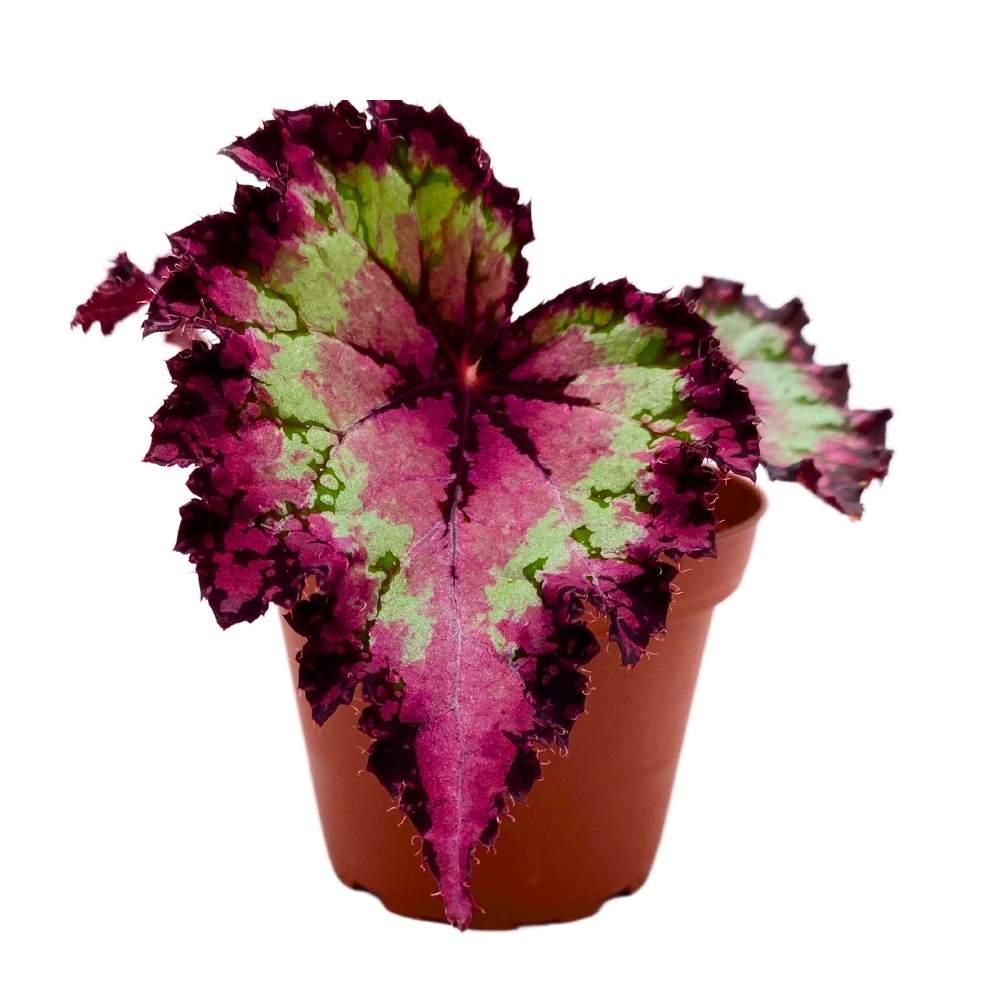 Harmony's Raspberry Beret 4 inch Begonia Rex Pink Center Pink Band and Tail