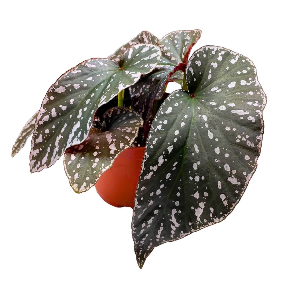 Harmony's Silver Eagle Angel Wing, 6 inch Cane Begonia White Border Albo marginata large leaf