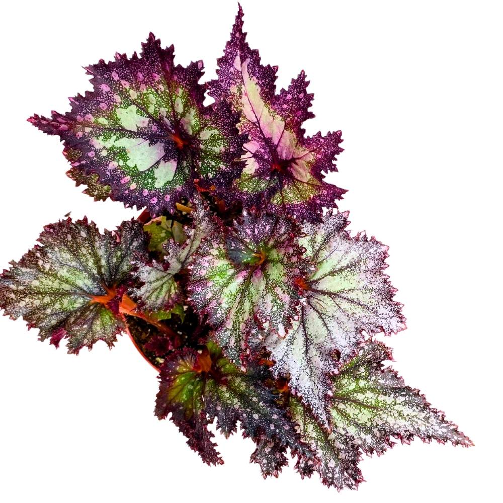 Harmony's Shooting Star Begonia Rex, 6 inch Purple Band with White Silver Splash Very Glittery Gnarly Jagged