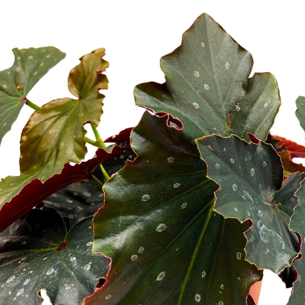 Harmony's Voodoo Angel Wing Hybrid Cane Begonia, 6 inch, Black with Silver Tip Gnarly Leaves