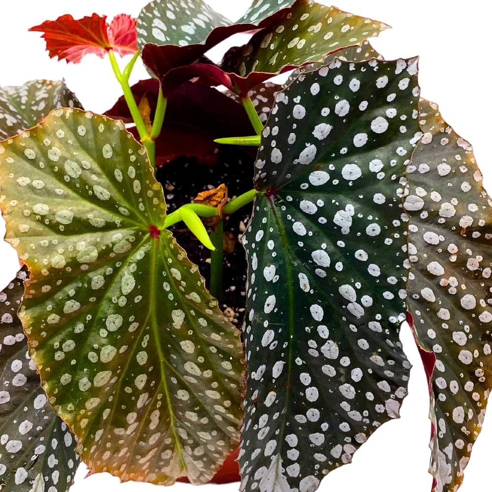 Harmony's Bubbly Angel Wing Cane Begonia, 6 inch, Angel Wings Super Splashy Silver Forked Tip