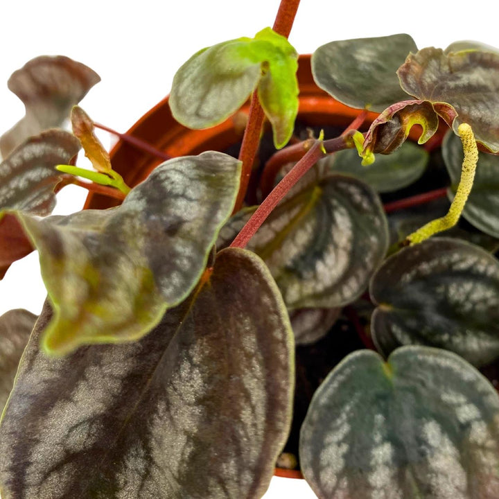 Peperomia Turboensis, 4 inch, Black Metallic Pep