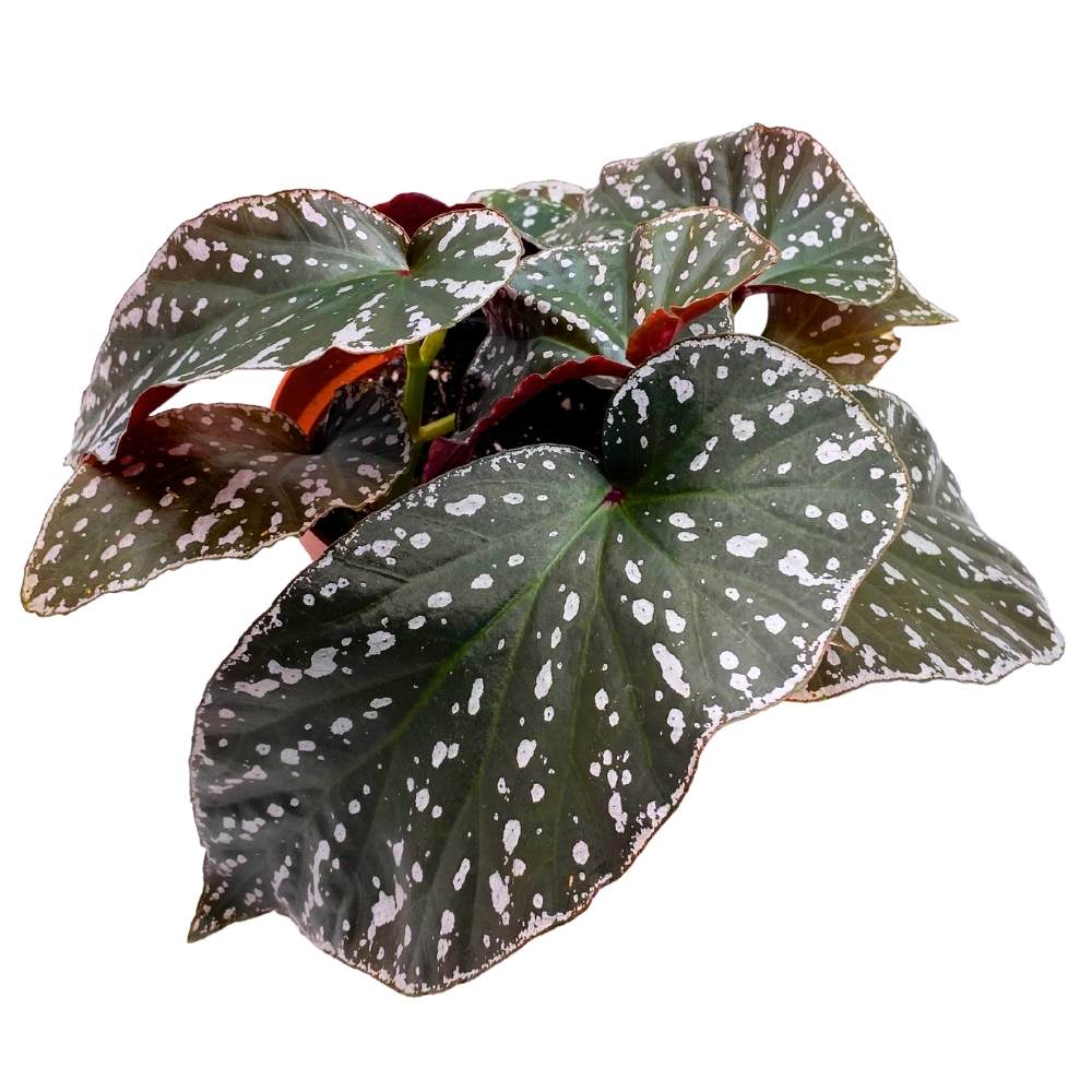 Harmony's Silver Eagle Angel Wing, 6 inch Cane Begonia White Border Albo marginata large leaf