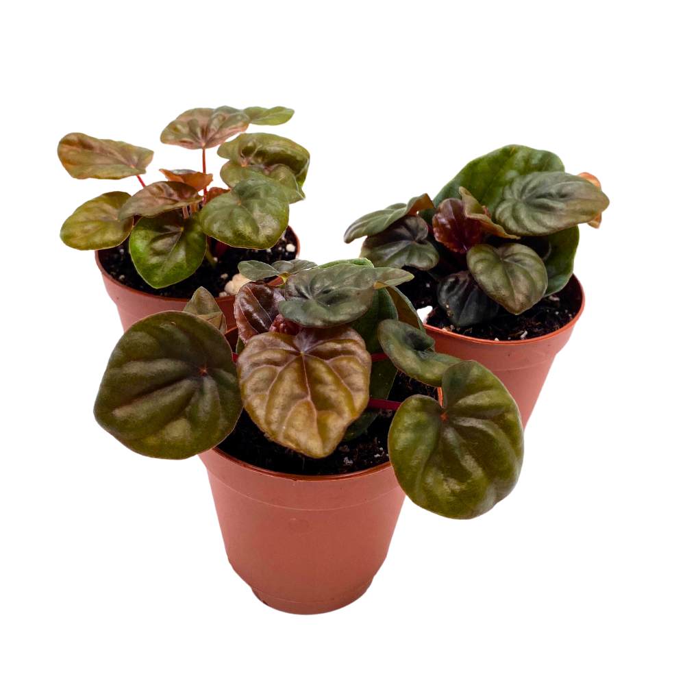 Peperomia Chocolate 2 inch Set of 3 Brown-Red Emerald Ripple Pep Caperata